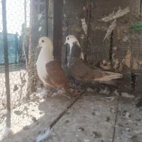 کفتر کلاغ کربلایی