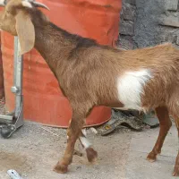 بزغاله نر سبک وزن