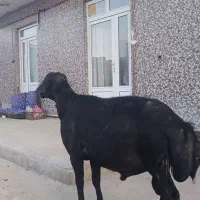 یک قوچ کل سفید