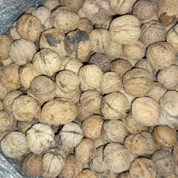 گردو لرستان الشتر