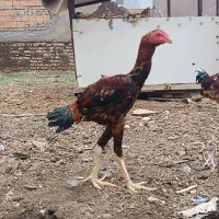 خروس لاری اصلی