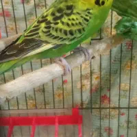 یه جفت مرغ عشق ابی و سبز با قفس|پرنده|پردیس, فاز ۸|دیوار