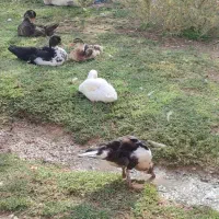 فروش اردک