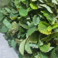 نهال توت فرنگی کاماروس|گل و گیاه طبیعی|خان ببین, |دیوار