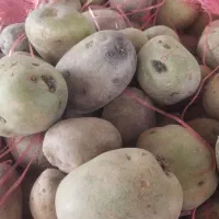 بذر سیب زمینی