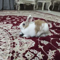 خرگوش ماده زیبا