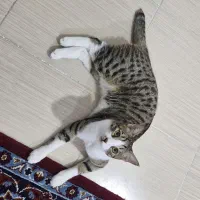 واگذاری رایگان گربه