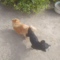 سگ پامر