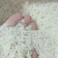 برنج‌فجر‌سوزنی‌قلم‌ریز