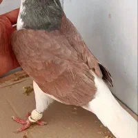 نروماده درجه یک