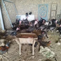 بوقلمون مرغ خروس غاز  تاقچه جوجه بوقلمون|حیوانات مزرعه|مشهد, پنجتن|دیوار
