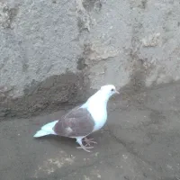 کفتر|پرنده|قزوین, |دیوار