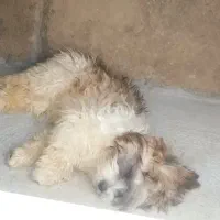 سگ واگذاری|سگ|کوهدشت, |دیوار