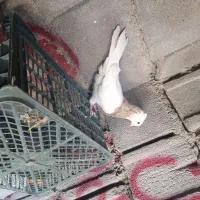2000000|پرنده|دهدشت, |دیوار