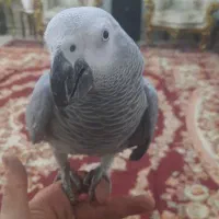 کاسکو دم قرمز نر اماده جفت گیری