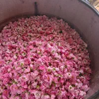 گل محمدی