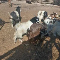 گوشت کهره 730|حیوانات مزرعه|نی‌ریز, |دیوار