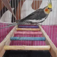 عروس هلندی نر سالم