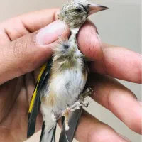 جوجه سهره نر درشت خلخال سینه طلایی کلکسیونی