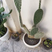 گل و گیاه طبیعی|گل و گیاه طبیعی|خرمدره, |دیوار