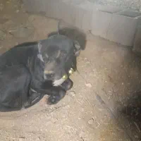 واگذاری توله سگ پیتبول|سگ|ساوه, |دیوار