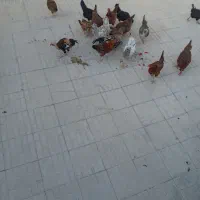 مرغ تخم گذار