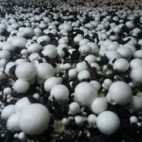 آموزش ،(پرورش قارچ  دکمه ای )در آموزشگاه بوستان