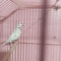 پرنده اسباب بازی