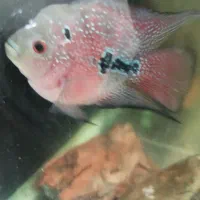 آکواریوم|ماهی|خرمشهر, |دیوار