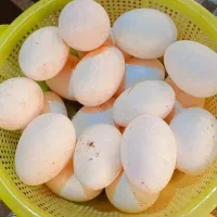 فروش تخم اوردک و مرغ|خوردنی و آشامیدنی|کردکوی, |دیوار