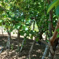 باغچه بادرختان الوان|فروش زمین و ملک کلنگی|انزل, |دیوار