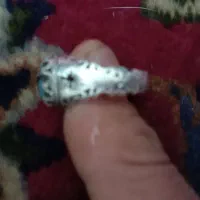 انگشتر فیروزه شجری|جواهرات|میانه, |دیوار