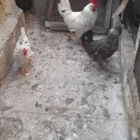 تخم مرغ گلین نطفه دار|حیوانات مزرعه|ری, ظهیرآباد|دیوار