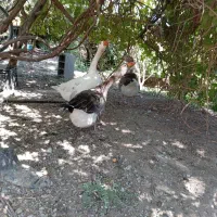 یک جفت غاز نر وماده جوان