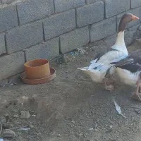 مرغ و خروس و غاز|حیوانات مزرعه|چهارباغ, |دیوار
