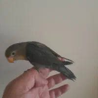 کوتوله فوق العاده دستی نر