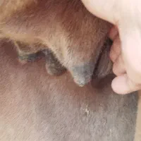 شتر جوان‌  شیری