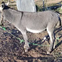 فروش سه راس الاغ|حیوانات مزرعه|الشتر, |دیوار