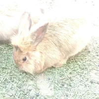 خرگوش مولد لپی هلندی|موش و خرگوش|رفسنجان, |دیوار