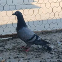 جوجه پلاکی|پرنده|خرمشهر, |دیوار