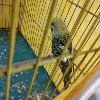 مرغ عشق|پرنده|لنگرود, |دیوار