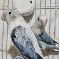 جفت طوطی کوتوله یووینگ اورجینال روی تخم