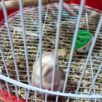عروس هلندی و کوتوله برزیلی خونگی (دستی)