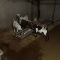 گوساله نر . بره نر . میش بره . کره و بز|حیوانات مزرعه|رفسنجان, |دیوار