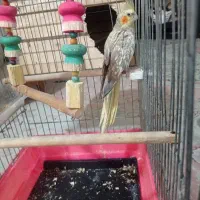 عروس هلندی نر و ماده
