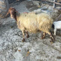 میش و بره|حیوانات مزرعه|بیرانوند, |دیوار