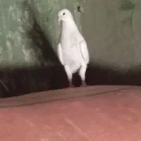 کفتر
