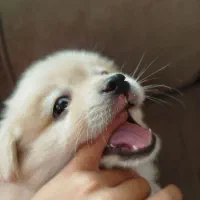 واگذاری پامر خرسی