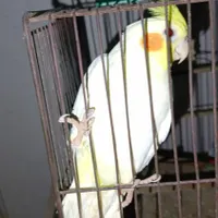 عروس هلندی و یک جفت مرغ عشق