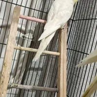 عروس هلندی|پرنده|قرچک, مجتمع مسکونی طبیعت|دیوار